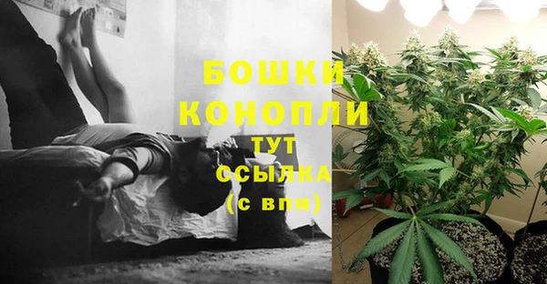 хмурый Аркадак